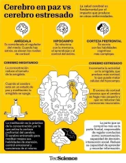 cerebro paz - estresado